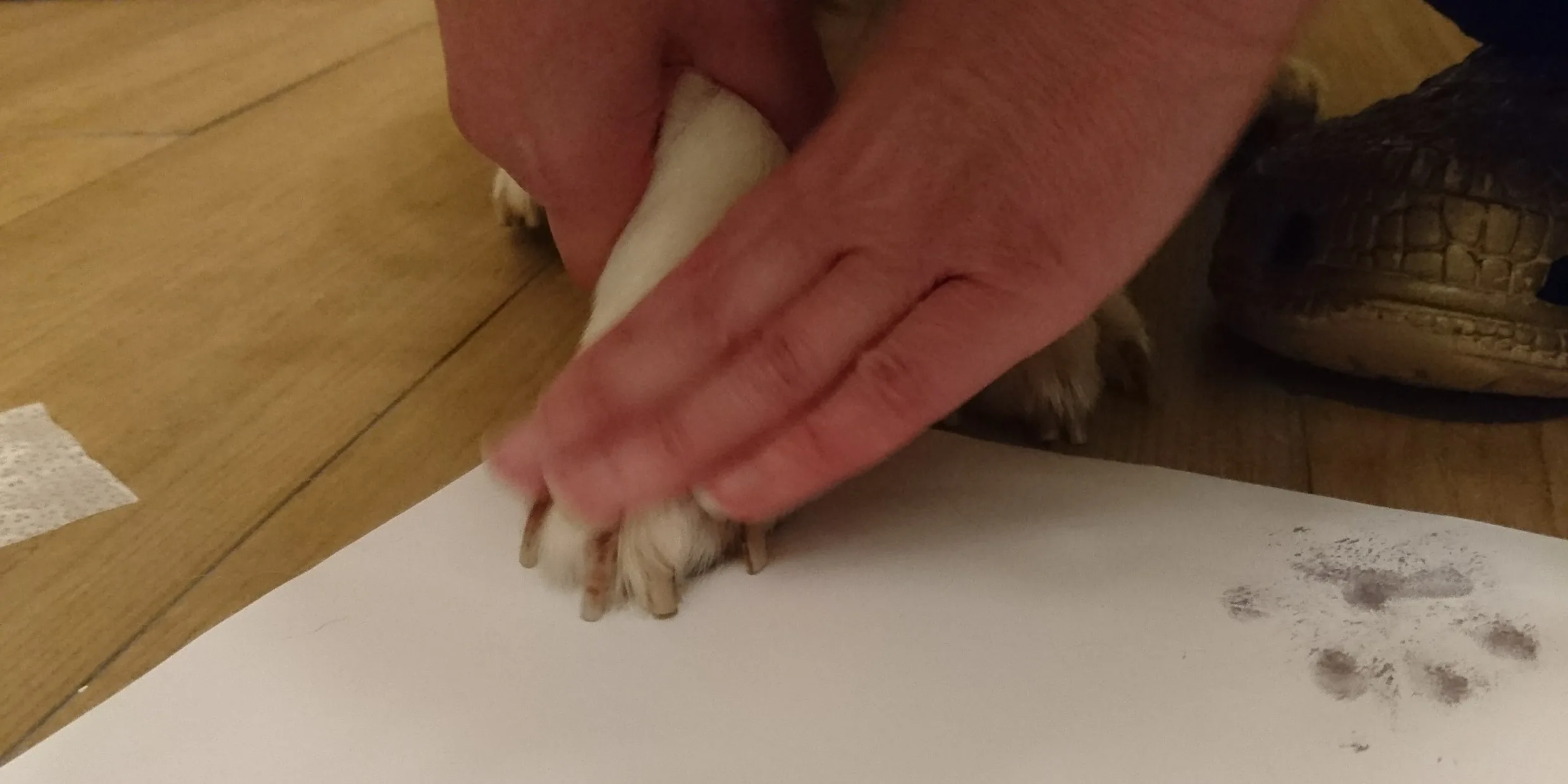 Miten Saada Koiran Tassun J lki Paperille Yksinkertainen Opas