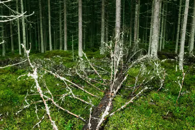 Puiden kuolleisuus kymmenkertaistuu Kaakkois-Suomen metsissä
