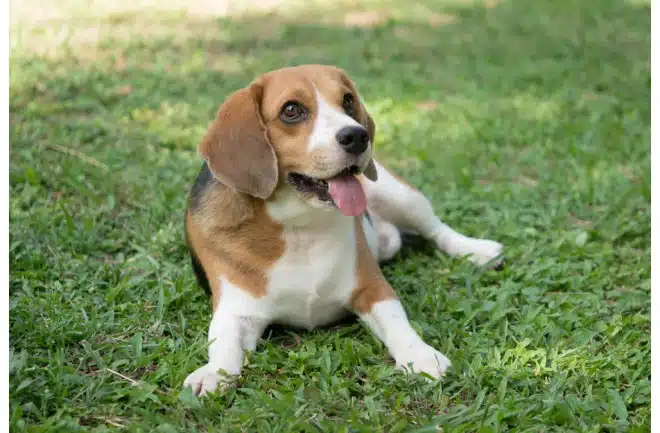 Beagle