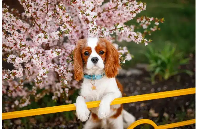 Cavalier King Charles Spanieli