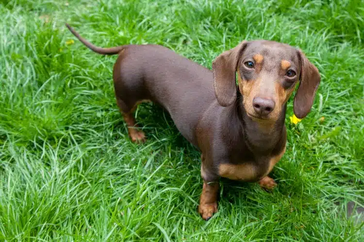 Kääpiömäyräkoira (Miniature Dachshund)