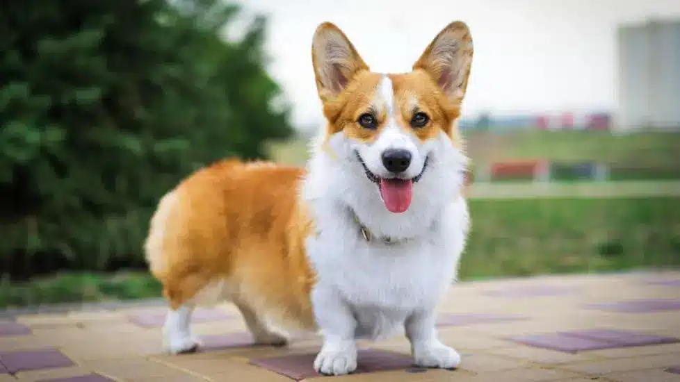 Pembroke Welsh Corgi