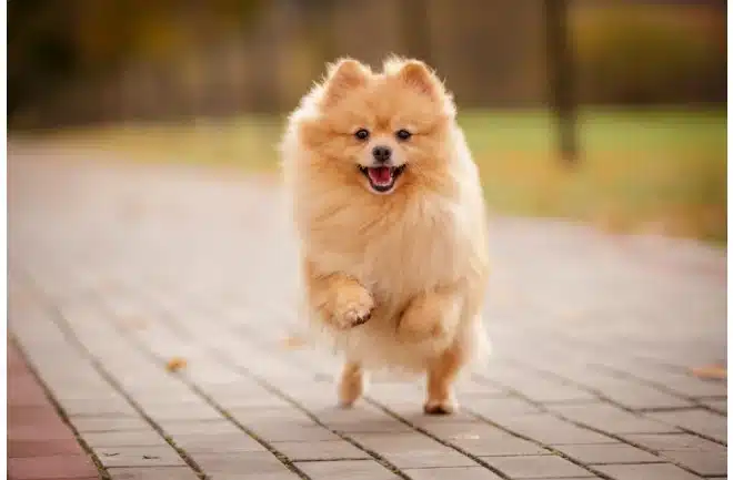 Pomeranian