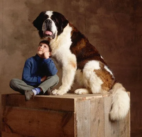 Saint Bernard