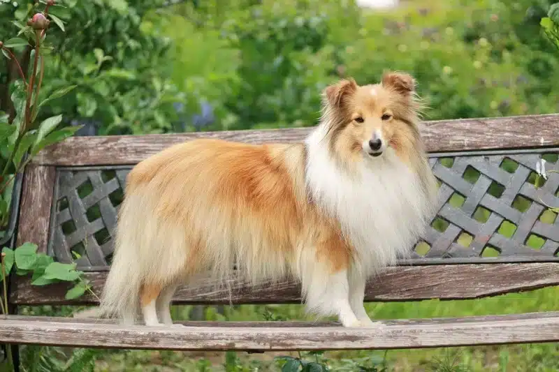 Shetlanninlammaskoira (Sheltie)