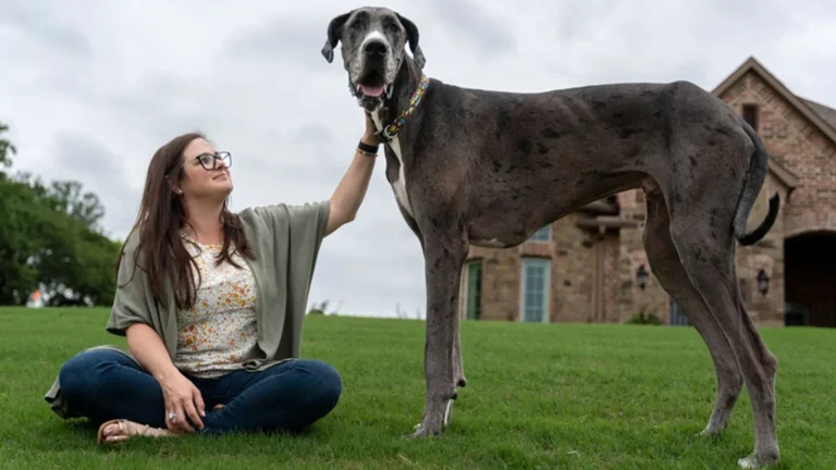 Kuka on maailman isoin koira?